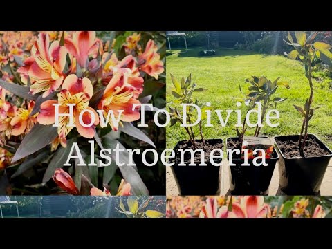 How To Divide Alstroemeria, How To Propagate Alstroemeria, Alstroemeria ‘Indian Summer’