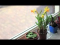 Beautiful Narcissus Time Lapse #2