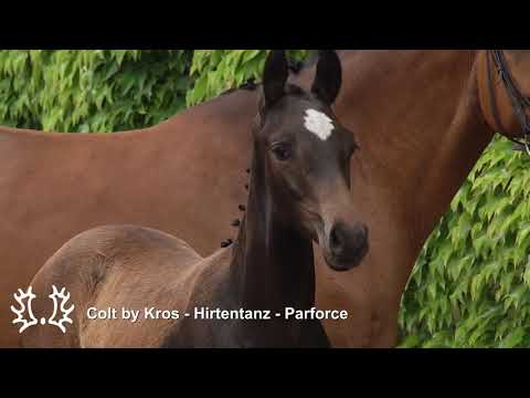 Colt by Kros X Hirtentanz