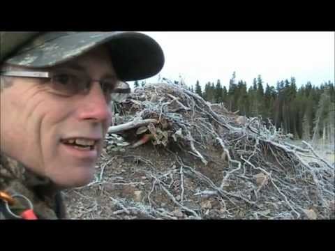 Howling Wolves | Wolf Pack Howl