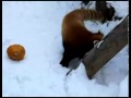 Mortal Kombat - Red Panda vs Pumpkin