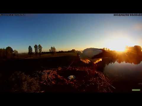 ~ SMUTNY FINAŁ TRAGEDII w TYM GNIEŻDZIE - PISKLAK NIE ŻYJE !!! ~ WAMEL - HOLANDIA