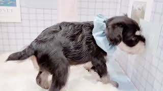 ミニチュアシュナウザーの動画01