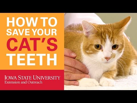 How to Save Your Cat's Teeth - YouTube