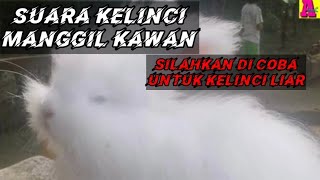 Download lagu SUARA PIKAT ‼️ kelinci . rabbit sound.suara terdesak mp3