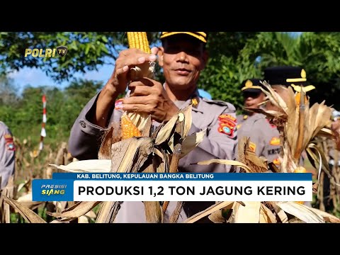 POLRES BELITUNG GELAR PANEN JAGUNG DI DESA BADAU