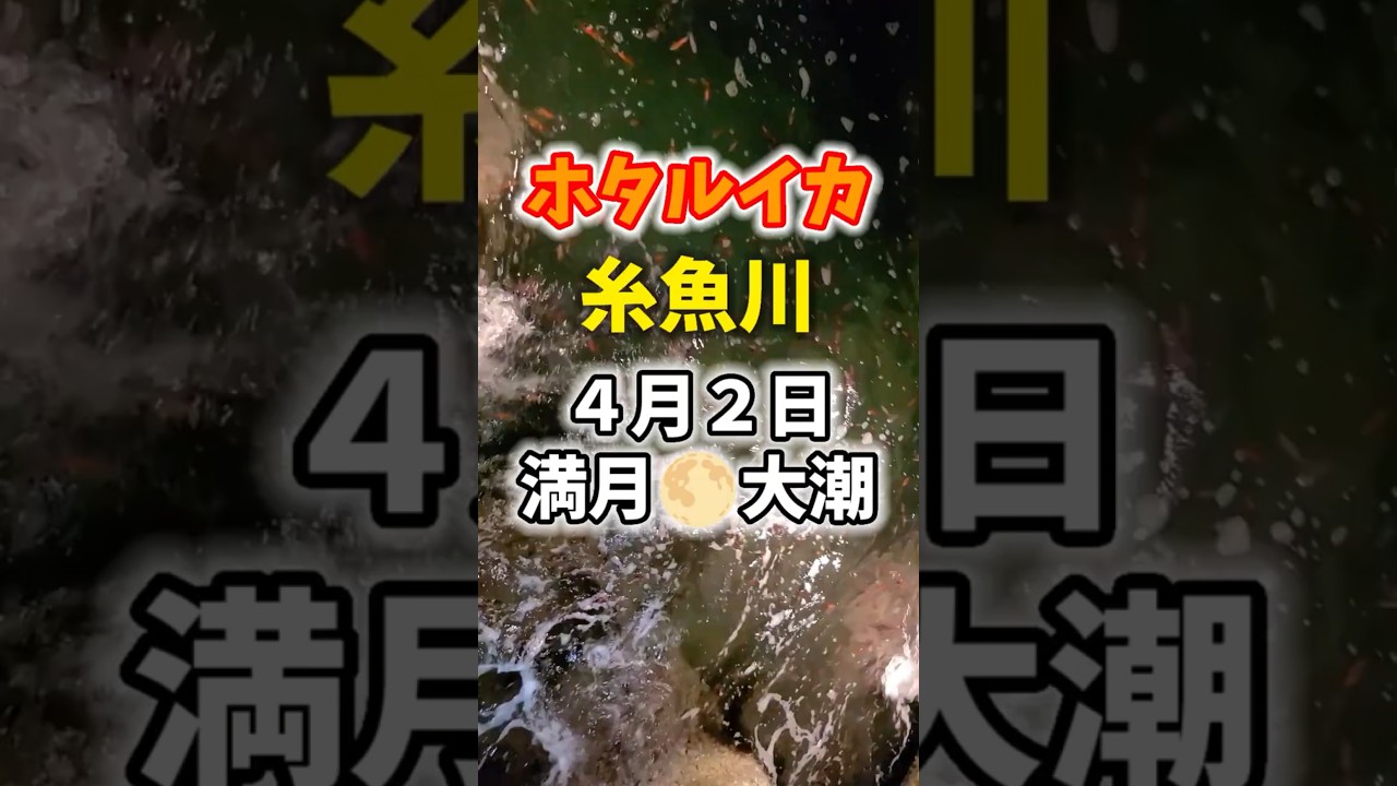 集えホタルイカハンター！決戦は下弦の月#ホタルイカ #糸魚川ホタルイカ #糸魚川