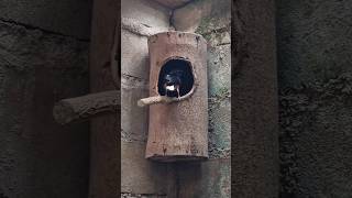 Download lagu Lakukan hal ini agar ternak murai batu teman-teman lancar‼️ mp3