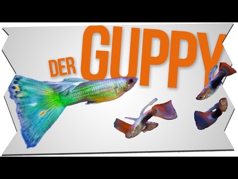 THE GUPPY - KEEPING, TIPS, CARE and MORE! | ShrimpTV