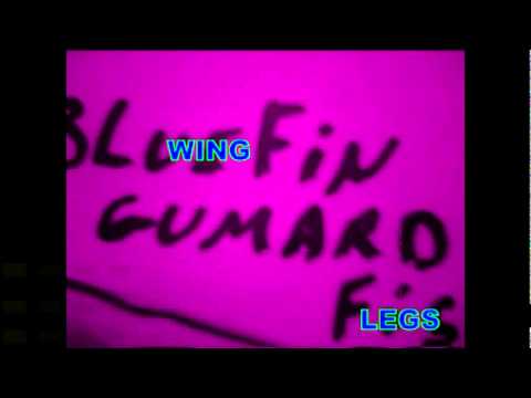 WEIRD FISH WITH WINGS AND LEGS FOUND IN CHINA