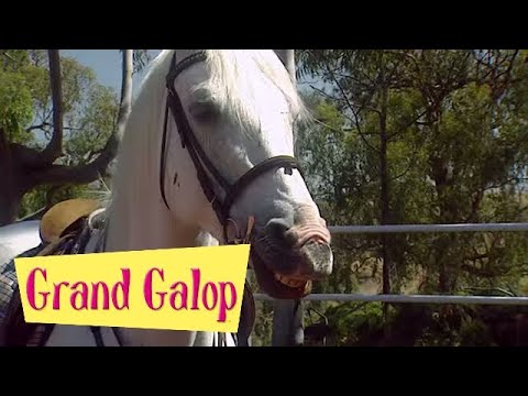 Grand Galop 215 - Une foi aveugle | HD | Épisode Complet