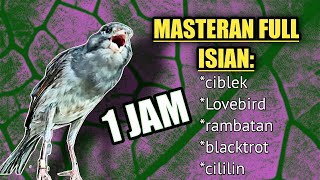 Download lagu MASTERAN KENARI ISIAN MEWAH CIBLEK, LOVE BIRD, blacktrot,rambatan,prenjak mp3