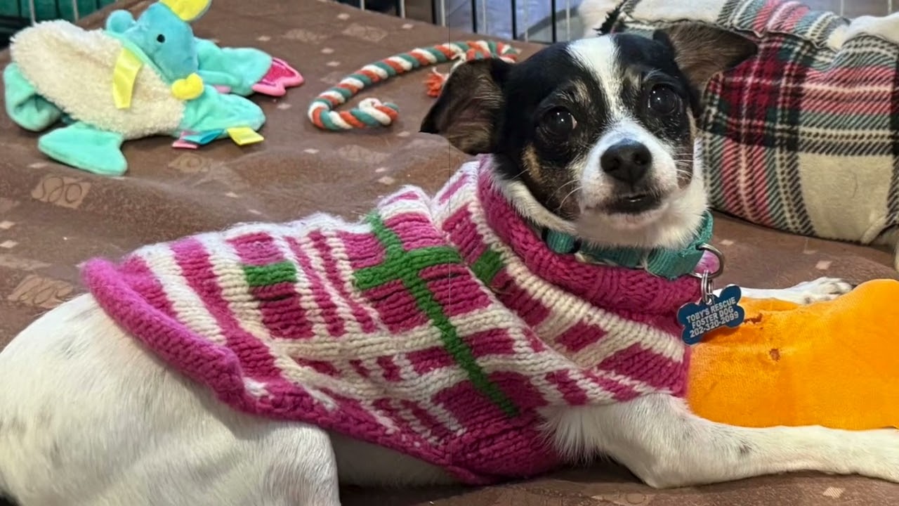 Enlarge Tammy, a ADOPTABLE mixed breed in chevy chase, MD video 2/6