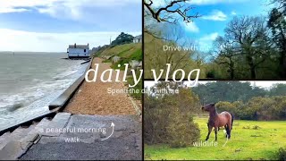 “Spend the day with me: Horse Spotting & Beach drives in New Forest”