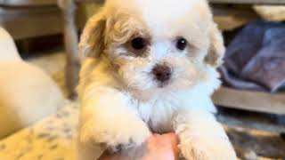 Toy Poodles Dawson, Dean, Dylan, & Delilah Update