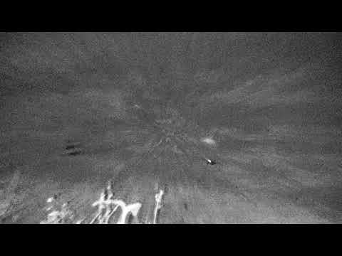 Djuma: Blacksmith Lapwing parents sitting on nest and guarding chicks - 02:53 - 11/21/18