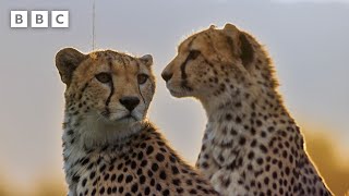 Are we loving cheetahs to death? | Mammals - BBC