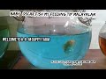 BABY OSCAR FISH MY FEEDING TIP MALAYALAM. PLEASE LIKE SHARE SUBSCRIBE OUR CHANNEL PLEASE