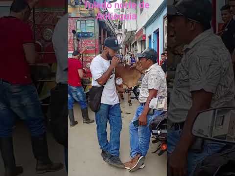 domingo dé Mercado en Toledo norte de Antioquia