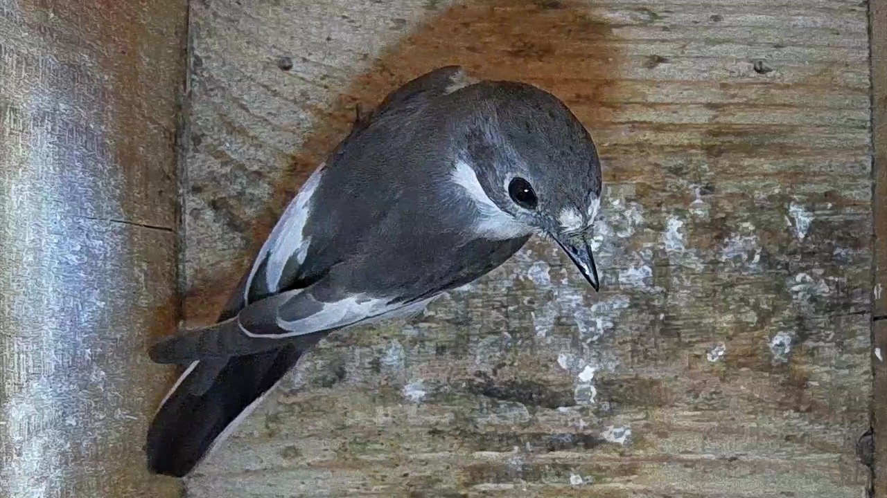 Besuch vom Trauerschnäpper | 26.04.2026