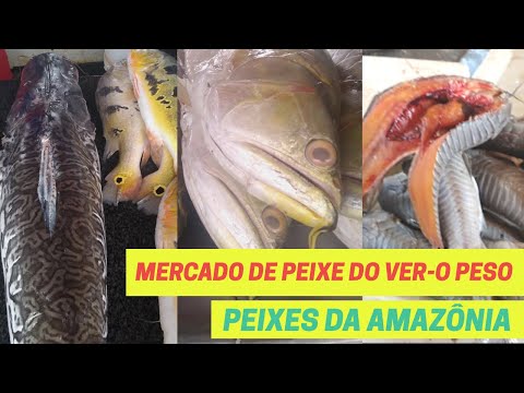 Mercado de Peixe do Ver o Peso - Peixes da Amazônia