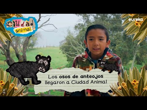 El oso de anteojos del Páramo de Sumapaz con Martín🐻✨ 