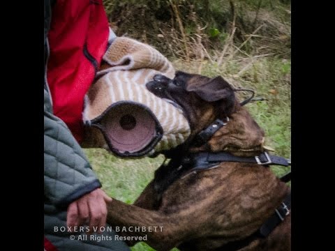 Boxer Dog, Police Dog, Schutzhund Boxer "Sammy"  IPO 3 protection