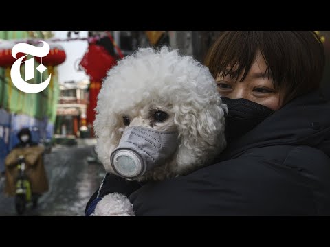 世界のコロナウイルス反応|NYTニュース (Coronavirus Reactions From Around the World | NYT News)