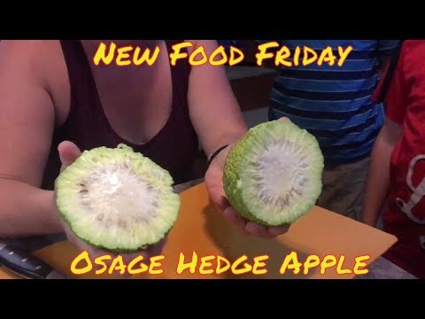 New Food Friday | Maclura Pomifera, or the Osage Hedge Apple