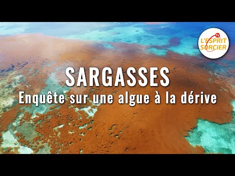 Sargasses : enquête sur une algue à la dérive