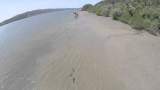 preview picture of video 'Otters of Sungai Besar, Brunei'