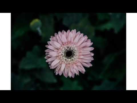 New flower designs new flowers beautiful flower designs