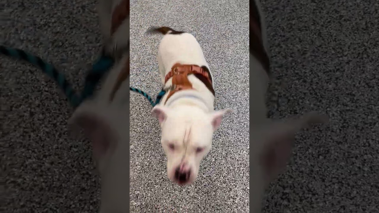 Enlarge Milo, a ADOPTABLE mixed breed in Hilliard, OH video 3/3