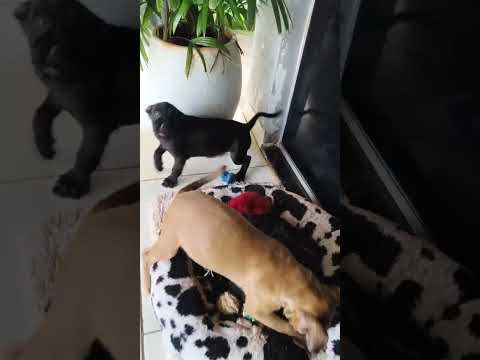 Vídeo de Sem nome foi abandonado na minha porta