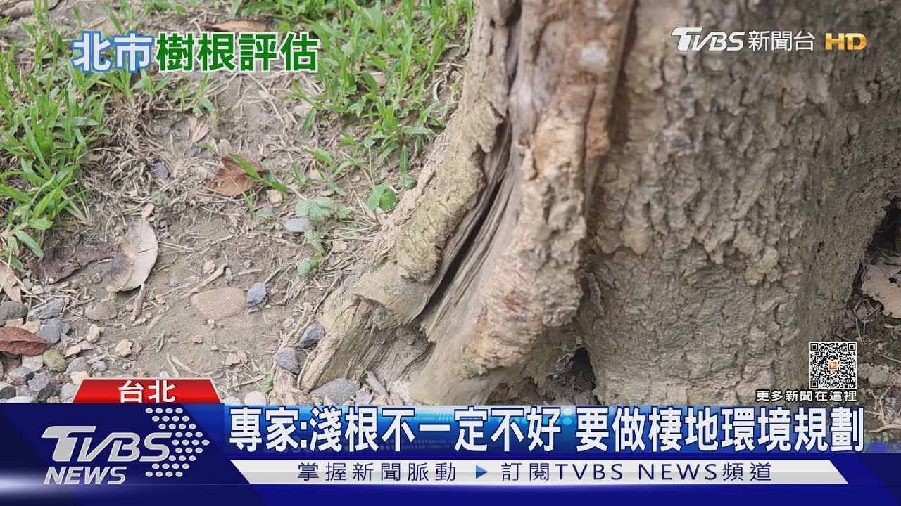 北市5萬棵路樹恐成隱形殺手? 颱風還沒來樹倒壓傷人