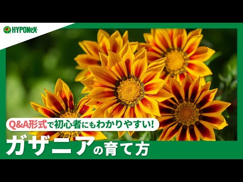 ガザニア、真昼の金 植物