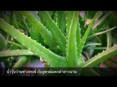 สมาชิกที่เล็กที่สุดในโลก ซึ่งจะเพิ่มศักยภาพผัก