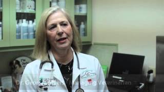 Grandview Veterinary Clinic - Short | Odessa, TX