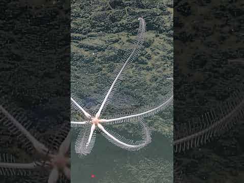 Creatures of the Deep: Abyssal Zone