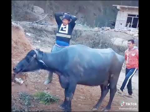 Rinke bung ko rago katna lagda