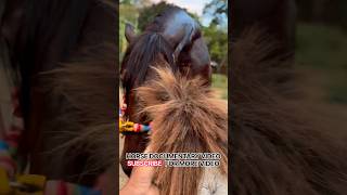 Download lagu Eps 27 | Natural Horse Breeding Documenter #shorts #horse #animals #fyp #shortvideo mp3