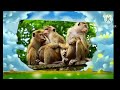 The Amazing World 2006 Rhesus Macaque Mantled Hower Monkey And Barbary Monkey