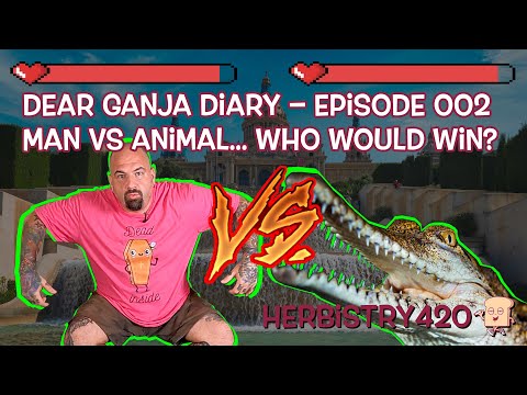 Man vs Animal Who Would Win Stoned — 5 Funny Takes