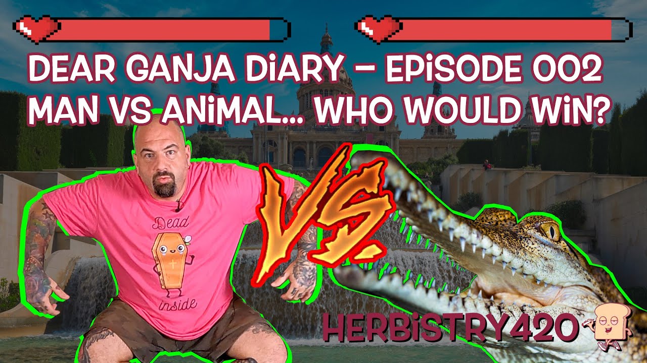 Man vs Animal Who Would Win Stoned — 5 Funny Takes