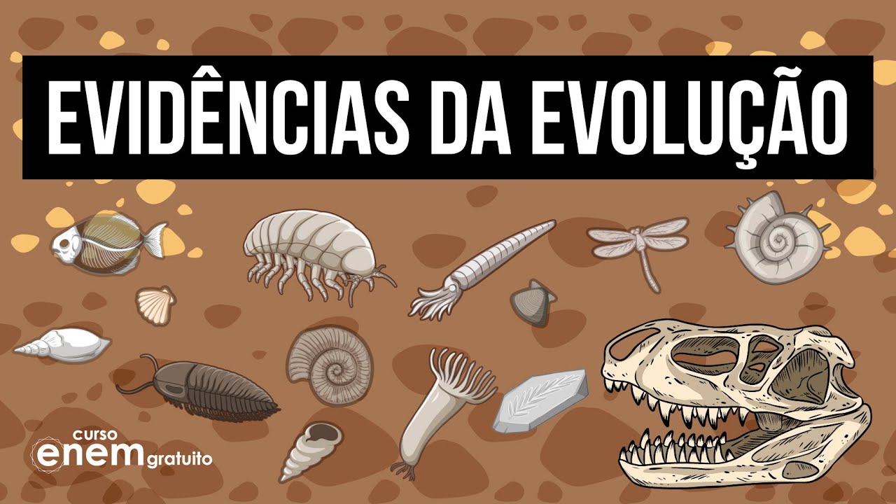 EVIDÊNCIAS DA EVOLUÇÃO: o que e quais são os tipos de fossilização | RESUMO DE BIOLOGIA PARA O ENEM