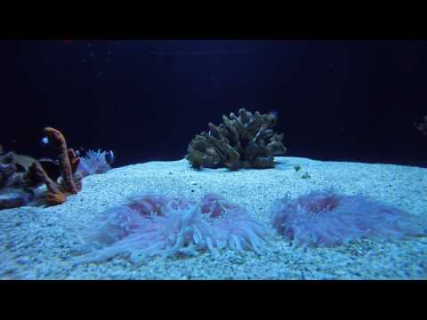 Domino Damselfish being jerks and sea anemones