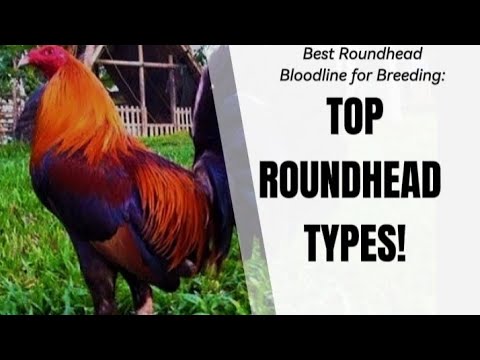 Most Well-known Types of ROUNDHEAD Rooster Bloodline #gallos #chicken #rooster#roosterfarm#usa #ayam