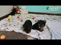 Yorkshire Terrier dogs for sale: Jaxson - Video 1
