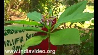 Wayanad Social Service Society - botanical development