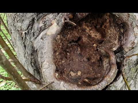 Homeowner Stumped by Carpenter Ants in Bridgewater, NJ